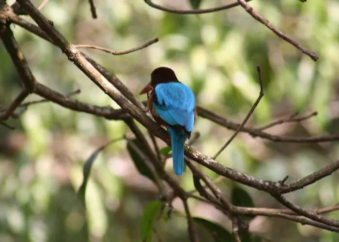 The Enchanting Nest
